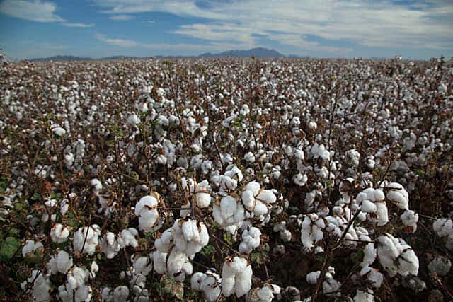 Greg Wuertz’s family has grown cotton for generations, always with the backing of federal subsidies. “Some years, all of what you made came from the government,” he said.