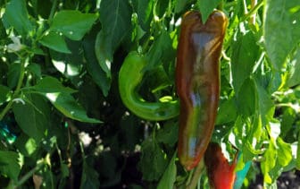 There are thousands of varieties of chile peppers grown across the world, like this chile growing at the organic farm, The No Cattle Company, in The Mimbres Valley.