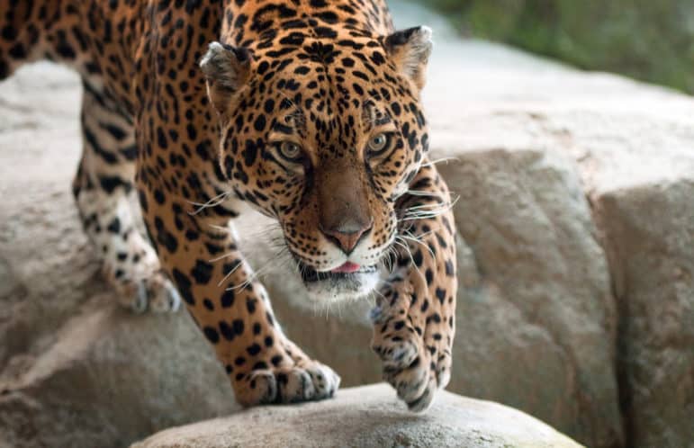 Last year the U.S. Fish and Wildlife Service designated last year nearly 1,200 square miles of combined critical jaguar habitat in the southern borderlands of Arizona and New Mexico. (photo cc info)